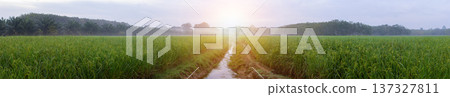 Rice field rural panorama with colorful of sky in twilight Rice field rural panorama with colorful of sky in twilight 137327811