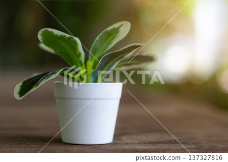Small green houseplant in a white pot on wooden table with soft light and clean minimal style indoors 137327816