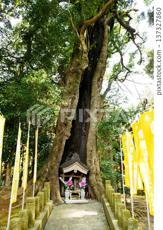 [Isehara City, Japan's Three Great Yakushi Temples, Hyuga Yakushi (Reisenji Temple), Kokuzo Bodhisattva in an old tree cavity] 137327860