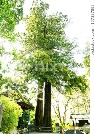 [Isehara City, Kanagawa Prefecture Designated Natural Monument, One of Japan's Three Yakushi Temples, "Hyuga Yakushi (Reizanji Temple)" Two Cedar Trees (Hatakake Cedar) of Hojobo] 137327892