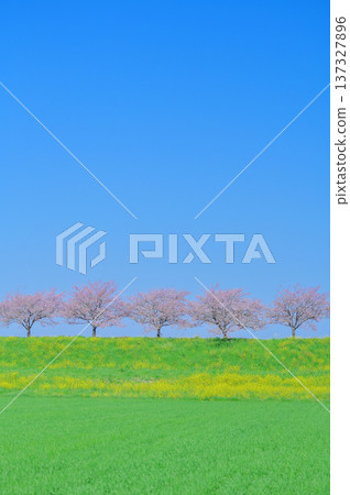 春日美景,藍天白雲,櫻花樹成排,油菜花田環繞。 春日美景,藍天白雲,櫻花樹成排,油菜花田環繞。 137327896