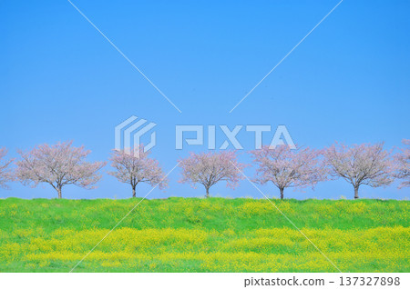 春日美景，藍天白雲，櫻花樹成排，油菜花田環繞。 137327898