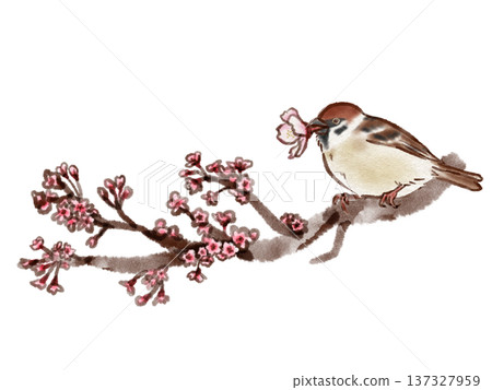 Sparrow perched on a cherry blossom branch (ink pen watercolor style) 137327959