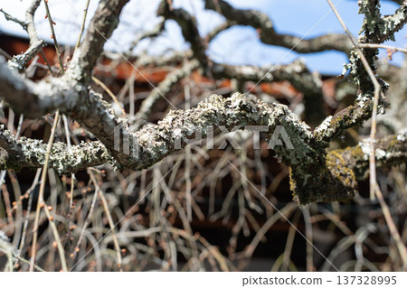 Parmeliaceae 137328995