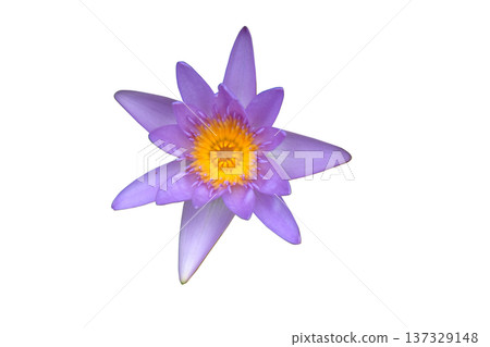 purple lotus flower purple lotus flower 137329148