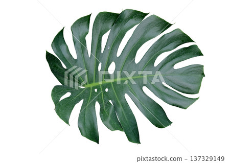 Green Monstera leaf 137329149