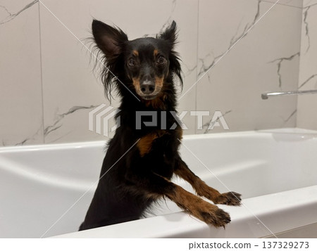 Ratlik, a happy young Prague rat trap are standing in the bathroom, after a walk, the owner washes the dog's paws. Ratlik, a happy young Prague rat trap are standing in the bathroom, after a walk, the owner washes the dog's paws. 137329273