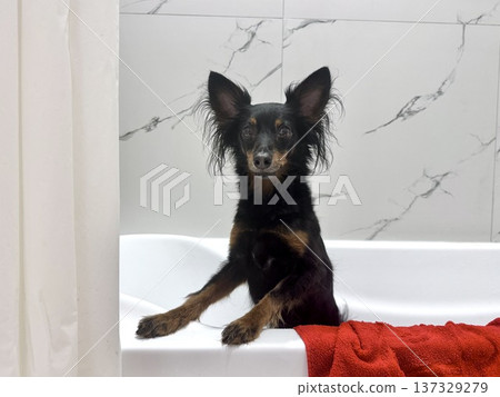 Ratlik, a happy young Prague rat trap are standing in the bathroom, after a walk, the owner washes the dog's paws. Ratlik, a happy young Prague rat trap are standing in the bathroom, after a walk, the owner washes the dog's paws. 137329279