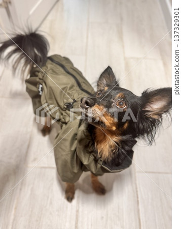 a happy young Prague rat dog, ratlik, libenskaya sernochka in a spring jumpsuit is going for a walk with its owner 137329301
