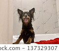 Ratlik, a happy young Prague rat trap are standing in the bathroom, after a walk, the owner washes the dog's paws. 137329307