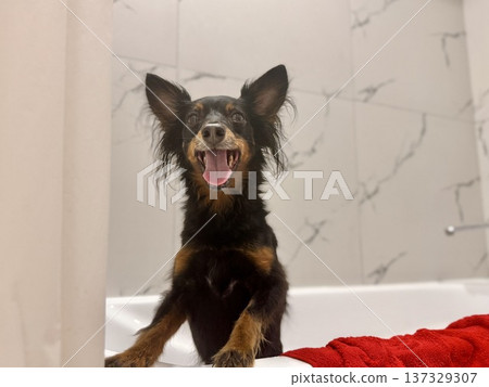 Ratlik, a happy young Prague rat trap are standing in the bathroom, after a walk, the owner washes the dog's paws. Ratlik, a happy young Prague rat trap are standing in the bathroom, after a walk, the owner washes the dog's paws. 137329307