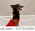 Ratlik, a happy young Prague rat trap are standing in the bathroom, after a walk, the owner washes the dog's paws. 137329309