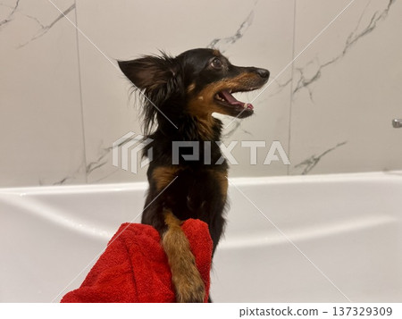 Ratlik, a happy young Prague rat trap are standing in the bathroom, after a walk, the owner washes the dog's paws. Ratlik, a happy young Prague rat trap are standing in the bathroom, after a walk, the owner washes the dog's paws. 137329309