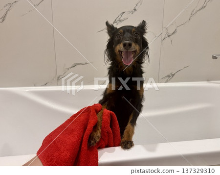 Ratlik, a happy young Prague rat trap are standing in the bathroom, after a walk, the owner washes the dog's paws. 137329310