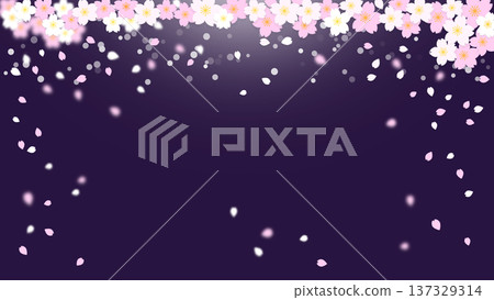 Spring image, background illustration of cherry blossoms and petals flying in the wind Spring image, background illustration of cherry blossoms and petals flying in the wind 137329314