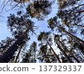 Pine forest in winter in sunny weather 137329337