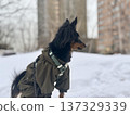 happy young Prague rat trap Ratlik, a Lieben chamois in a spring jumpsuit on a walk with her owner 137329339