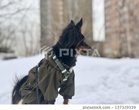 happy young Prague rat trap Ratlik, a Lieben chamois in a spring jumpsuit on a walk with her owner happy young Prague rat trap Ratlik, a Lieben chamois in a spring jumpsuit on a walk with her owner 137329339