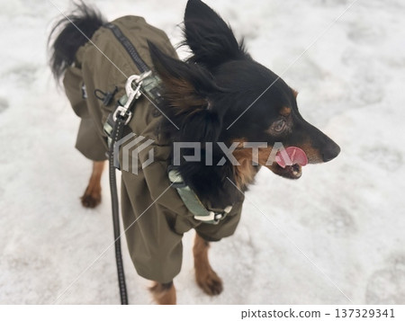 happy young Prague rat trap Ratlik, a Lieben chamois in a spring jumpsuit on a walk with her owner happy young Prague rat trap Ratlik, a Lieben chamois in a spring jumpsuit on a walk with her owner 137329341