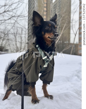 happy young Prague rat trap Ratlik, a Lieben chamois in a spring jumpsuit on a walk with her owner happy young Prague rat trap Ratlik, a Lieben chamois in a spring jumpsuit on a walk with her owner 137329342