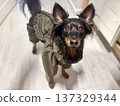 a happy young Prague rat dog, ratlik, libenskaya sernochka in a spring jumpsuit is going for a walk with its owner 137329344