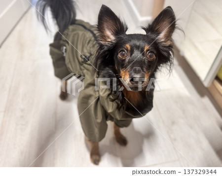 a happy young Prague rat dog, ratlik, libenskaya sernochka in a spring jumpsuit is going for a walk with its owner a happy young Prague rat dog, ratlik, libenskaya sernochka in a spring jumpsuit is going for a walk with its owner 137329344
