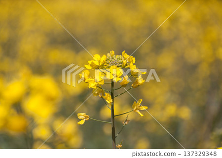 Full-bloomed rapeseed field Spring landscape background material Full-bloomed rapeseed field Spring landscape background material 137329348