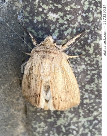 Moths perched on walls Moths perched on walls 137329534