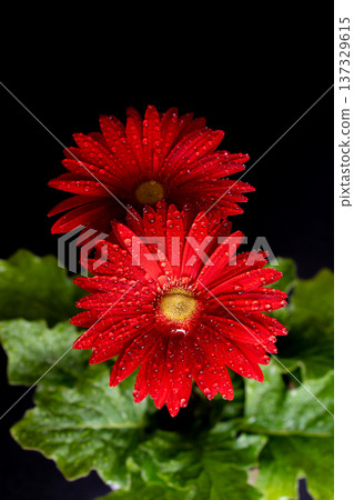 一朵滴著水珠的紅色非洲菊的特寫 137329615