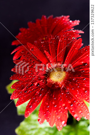 一朵滴著水珠的紅色非洲菊的特寫 137329622