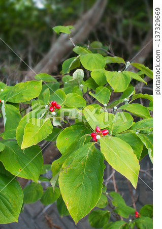 Autumn October Dogwood tree with red berries 137329669