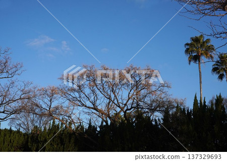 China tree fruit 2025 112 China tree fruit 2025 112 137329693
