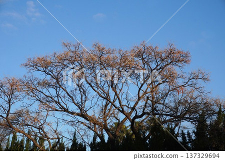 China tree fruit 2025 112 China tree fruit 2025 112 137329694
