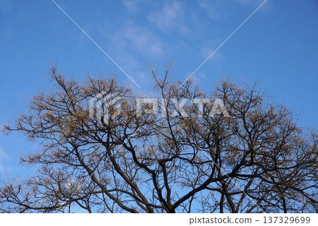 中國樹果 2025 112 中國樹果 2025 112 137329699