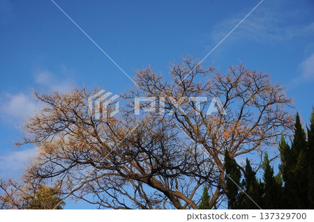 China tree fruit 2025 112 China tree fruit 2025 112 137329700