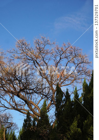 China tree fruit 2025 112 China tree fruit 2025 112 137329701