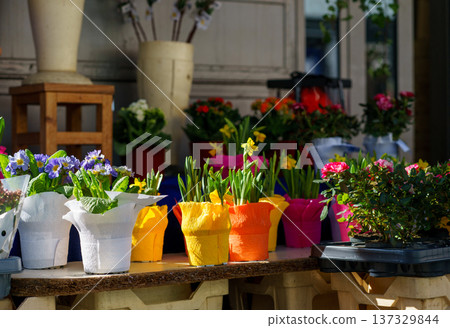 Assorted blooming plants in vibrant pots on display. Gardening, seasonal sale, urban flower shop and springtime concept. Assorted blooming plants in vibrant pots on display. Gardening, seasonal sale, urban flower shop and springtime concept. 137329844