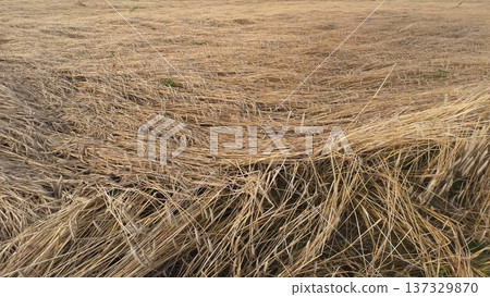 Field of dry wheat bent by wind creating a texture Field of dry wheat bent by wind creating a texture 137329870