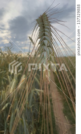 Single ripe ear of rye growing in cultivated field under cloudy sky Single ripe ear of rye growing in cultivated field under cloudy sky 137329888