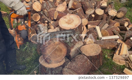 Lumberjack cutting firewood with chainsaw in forest 137329897
