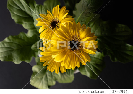 Yellow gerbera close-up Yellow gerbera close-up 137329943