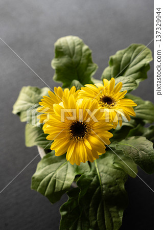 Yellow gerbera close-up Yellow gerbera close-up 137329944
