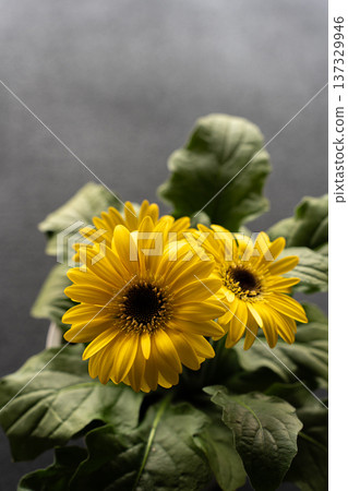 黃花非洲菊特寫 137329946