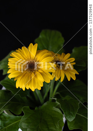 黃花非洲菊特寫 137329948