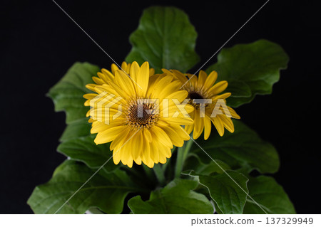 Yellow gerbera close-up Yellow gerbera close-up 137329949
