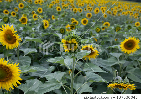 Vast sunflower field with blooming yellow flowers and green buds in summer. Lush agricultural landscape showcasing natures growth and seasonal harvest. Botanical beauty for rural farming and Vast sunflower field with blooming yellow flowers and green buds in summer. Lush agricultural landscape showcasing natures growth and seasonal harvest. Botanical beauty for rural farming and 137330045