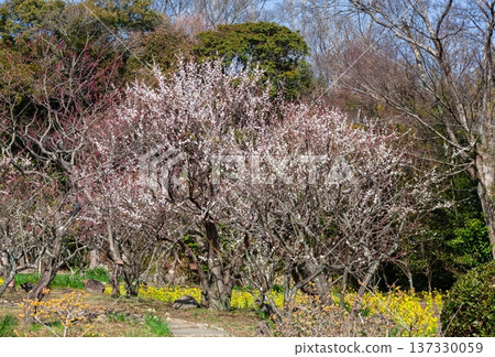 春天來了：梅花與油菜花 137330059