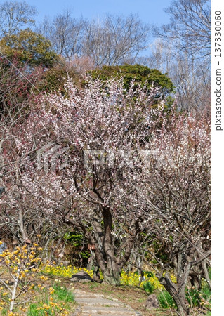 春天來了：梅花與油菜花 137330060