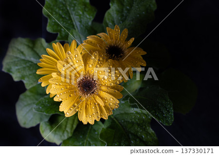 Yellow gerbera flower material with water droplets Yellow gerbera flower material with water droplets 137330171