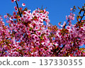 Kawazu cherry blossoms blooming against the blue sky 137330355